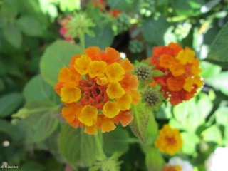 Lantana camara