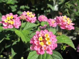 Lantana camara