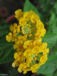 Lantana camara