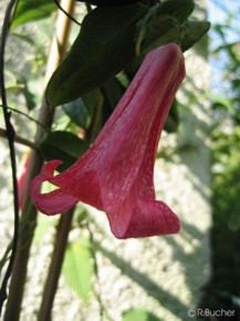 Lapageria rosea