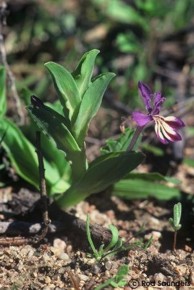 Lapeirousia jacquinii