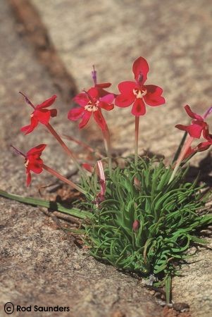 Exotische Nutz und Zierpflanzen Lapeirousia silenoides