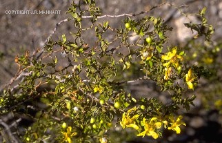 Larrea tridentata 