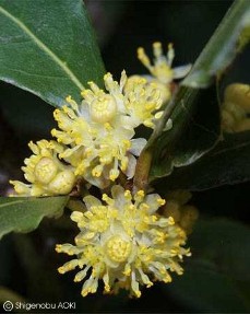 Laurus nobilis