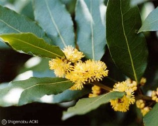 Laurus nobilis