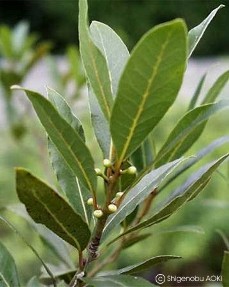 Laurus nobilis