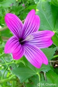 Lavatera assurgentiflora