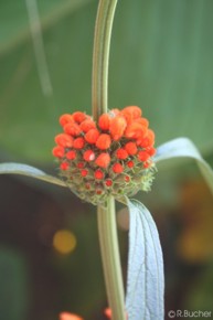 Leonotis leonurus
