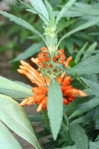 Leonotis leonurus