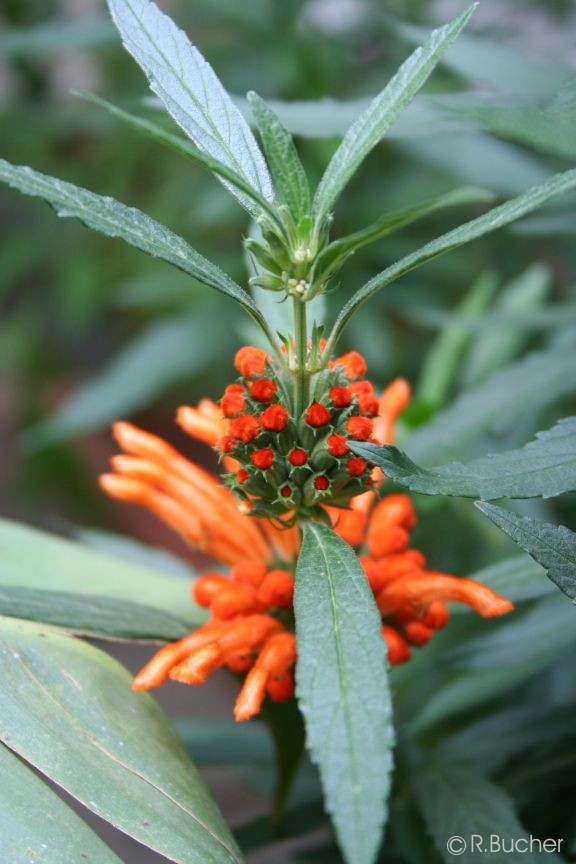 Exotische Nutz und Zierpflanzen Leonotis leonurus