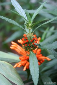 Leonotis leonurus