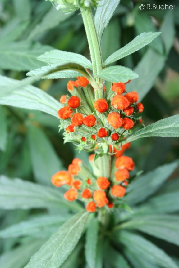 Exotische Nutz und Zierpflanzen Leonotis leonurus