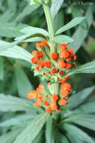 Leonotis leonurus