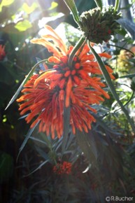 Leonotis leonurus