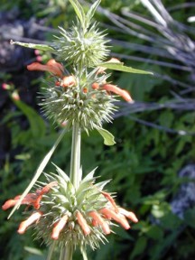 Leonotis nepetifolia