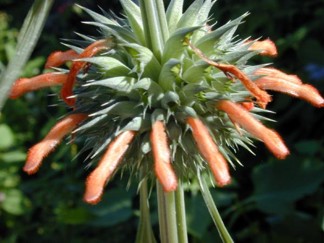 Leonotis nepetifolia