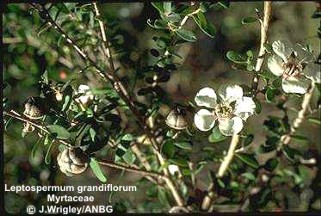 Leptospermum grandiflorum 