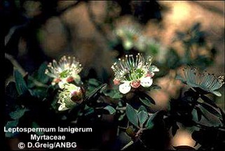 Leptospermum lanigerum 