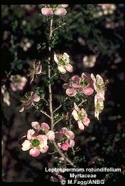 Leptospermum rotundifolium