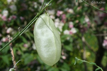 Lessertia frutescens