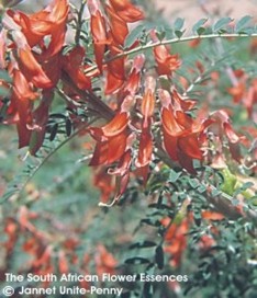 Lessertia frutescens