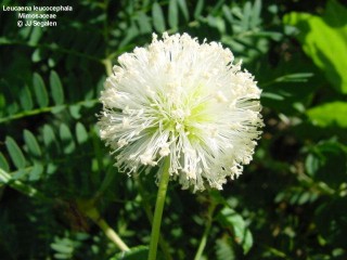 Leucaena leucocephala
