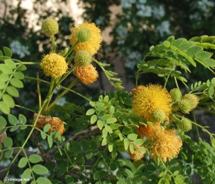 Leucaena retusa