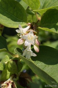 Leycesteria formosa (40_70 cm) 