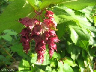 Leycesteria formosa (40_70 cm) 