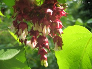 Leycesteria formosa (40_70 cm) 