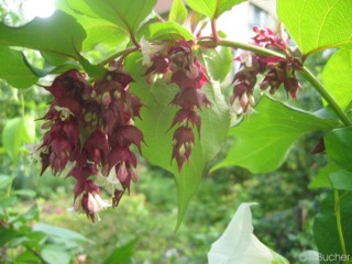 Leycesteria formosa (40_70 cm) 