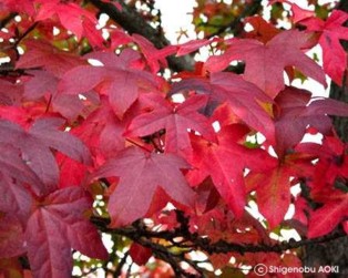 Liquidambar styraciflua 