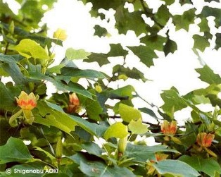 Liriodendron tulipifera 