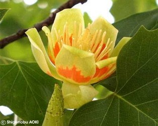 Liriodendron tulipifera 