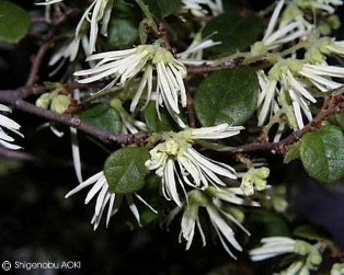 Loropetalum chinense 