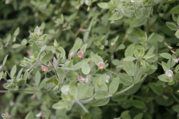 Exotische Nutz und Zierpflanzen Lotus purshianus