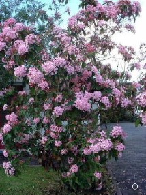 Luculia gratissima rosea