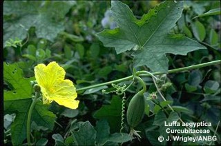 Luffa cylindrica