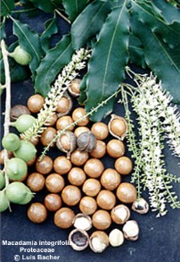 Macadamia integrifolia