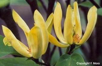 Magnolia acuminata 