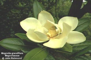 Magnolia grandiflora