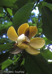 Magnolia hypoleuca