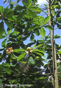 Magnolia hypoleuca