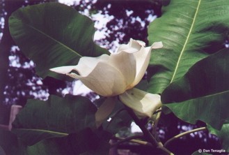 Magnolia macrophylla