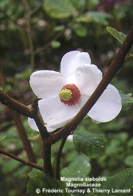 Magnolia sieboldii