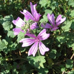 Malva sylvestris 