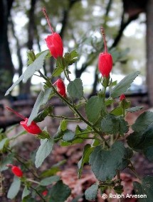 Malvaviscus arboreus var. drummondii