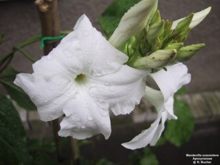 Mandevilla suaveolens