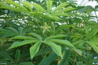Manihot carthaginensis