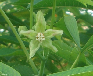 Manihot carthaginensis